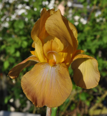 Iris_honig_12__4687.jpg