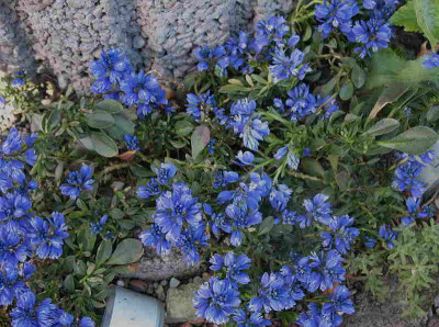 Polygala_calcarea_Lilith_18.4.12._002.jpg