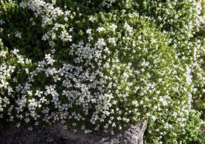 Arenaria_tetraquetra_2005-05-28.JPG