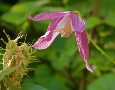Clematis_alpina_Ruby.jpg