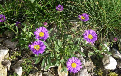 Aster_alpinus_2005-05-28.JPG