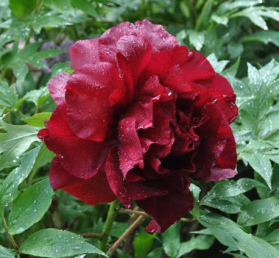 Hephestos_2_12__14736.jpg