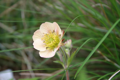 geum_lemon_drops.jpg