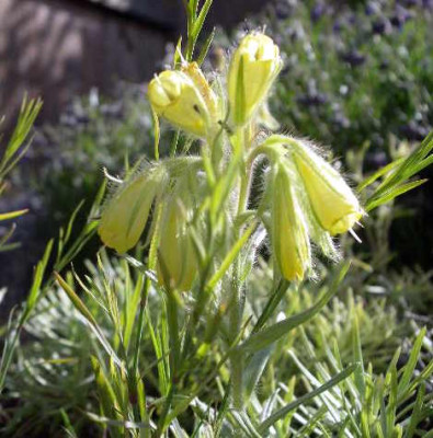 Onosma_poliphyllum_2005-05-28.JPG