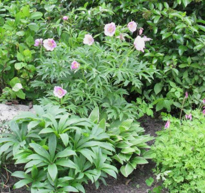 Paeonia_anomala_Garten_Gartenpur.jpg