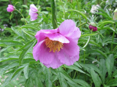 Paeonia_anomala_BluteGartenpur.jpg