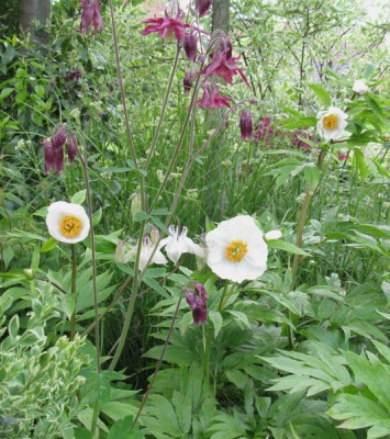 Paeonia_Early_Windflower_Garten_Gartenpur.jpg