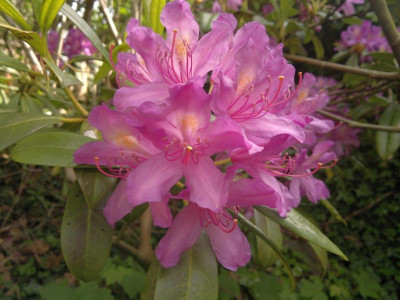 170520124167R.ponticum_ACH205.jpg