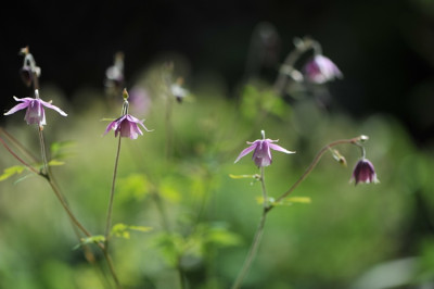Semiaquilegia_ecalcarata.jpg