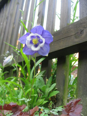 Aquilegia_discolor_Hortu.jpg