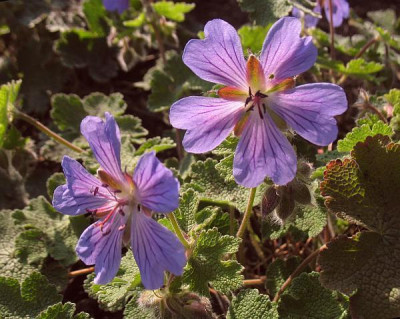 IMG_5560_Geranium_Samling.jpg