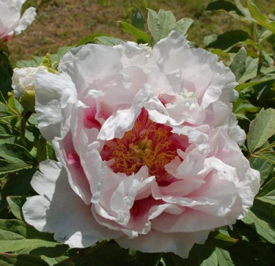 Saygio-sakura_2_12__10114.jpg