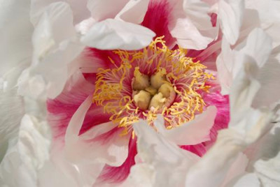 Saygio-sakura_3_12__10116.jpg