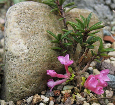 Daphne_petraea_18.5.12._009.jpg