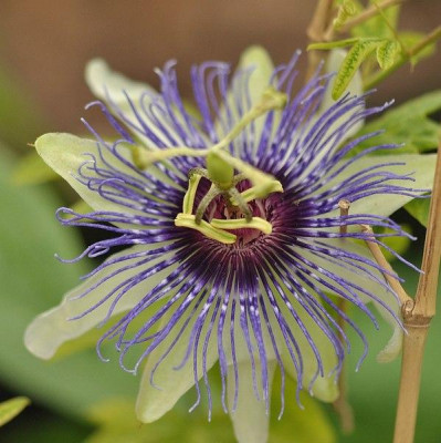 Passiflora_x_colvillii.jpg
