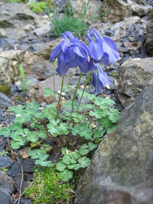 Aquilegia_aber_welche_Hortu.jpg