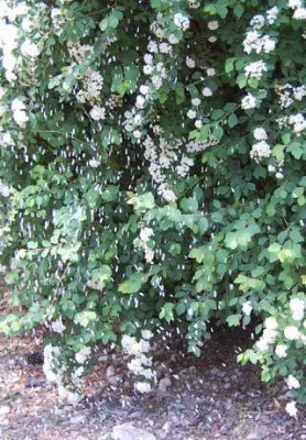 Maischnee_7433b.jpg