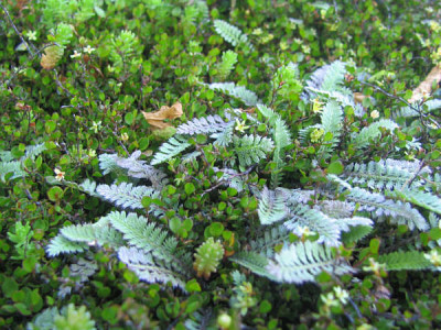 cotula_squalida_muehlenb_axiliaris2_kl.jpg