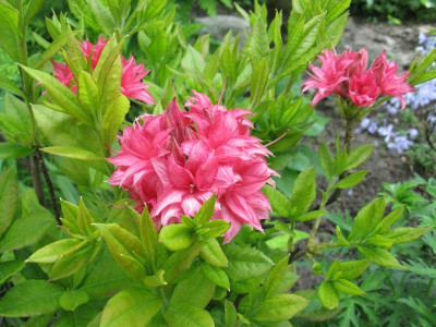 Rhododendron_Homebush_Gartenpur.jpg