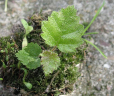 Birkensamling_Gartenpur.jpg