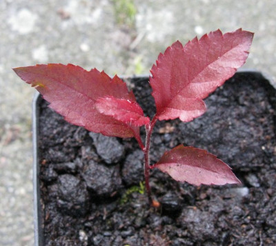Samling_No_3_1_Gartenpur.jpg