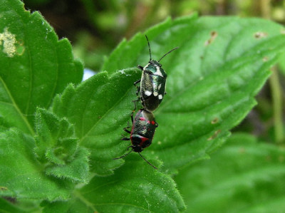 Wanze-Mai-1.jpg