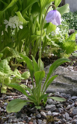 comp_Meconopsis_quintuplinerva_19.05.12.jpg