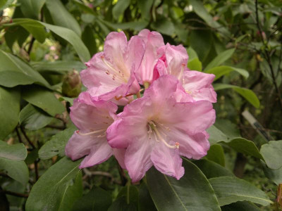 190520124232R.fortunei_ssp.discolor_houlstonii_Hesse.jpg