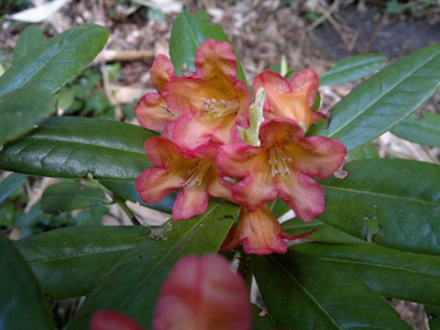 190520124233R.dichroanthum_ssp.scyphocalyx.jpg