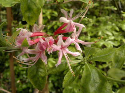 190520124234R.canescens_rosa_Form.jpg