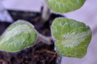 Asarum-pulchellum-Mai1912.jpg