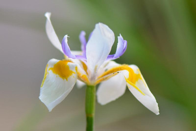 Dietes-grandiflora-Mai1912.jpg
