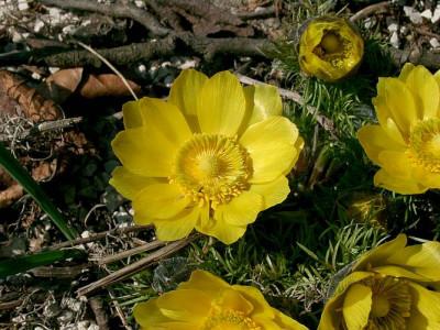 03280005_eAdonis_vernalis.JPG