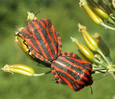 Graphosoma_lineatum_-_Streifenwanze_05.jpg