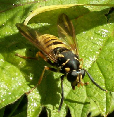 Temnostoma_vespiforme_-_Wespen-Moderholzschwebfliege_w01.jpg