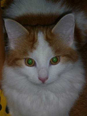 Django_portrait.jpg