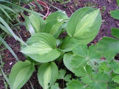 Hosta_Striptease_019.jpg