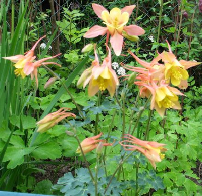 A.canadense-klg.jpg