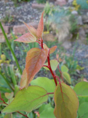 Mai_2012_krak_010.JPG