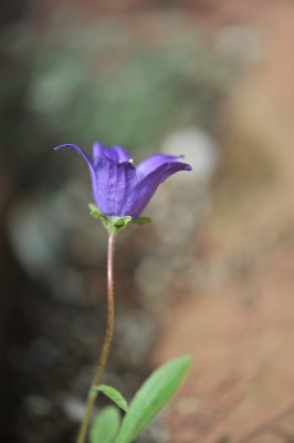 Campanula_saxifraga.jpg