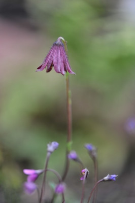 Cremanthodium_campanulatum__Cortusa.jpg