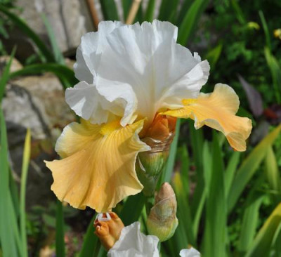Iris_apricot_orange_12__5025.jpg