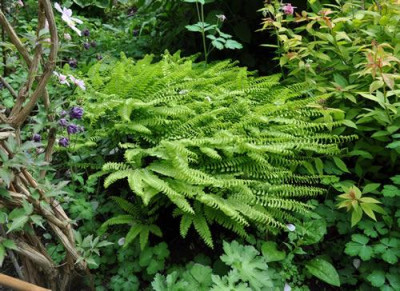 Adiantum_pedatum_12__4993.jpg