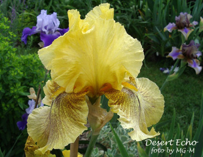 Imgp9892-DesEcho.jpg