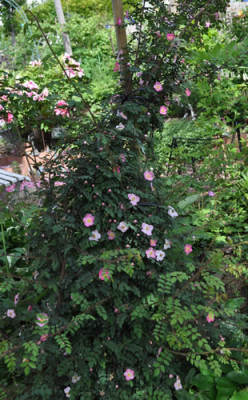 Rosa_farreri_persetosa_1_12__15028.jpg