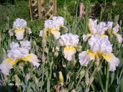 Daffodil_Cloud.JPG