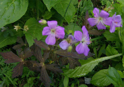 Geranium-unbekannt-200512.jpg