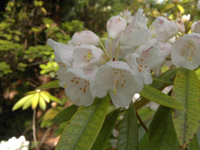 210520124383R.agyrophyllum_ssp._omeiense_L.530.jpg