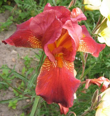 Iris_barbata_rot.jpg