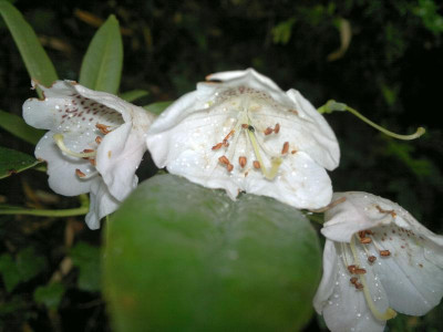 210520124385R.ziyanense_AC5216.jpg